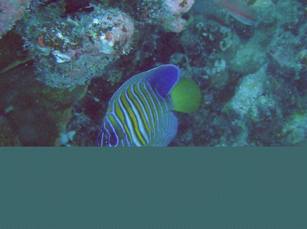15- Poisson-ange royal 